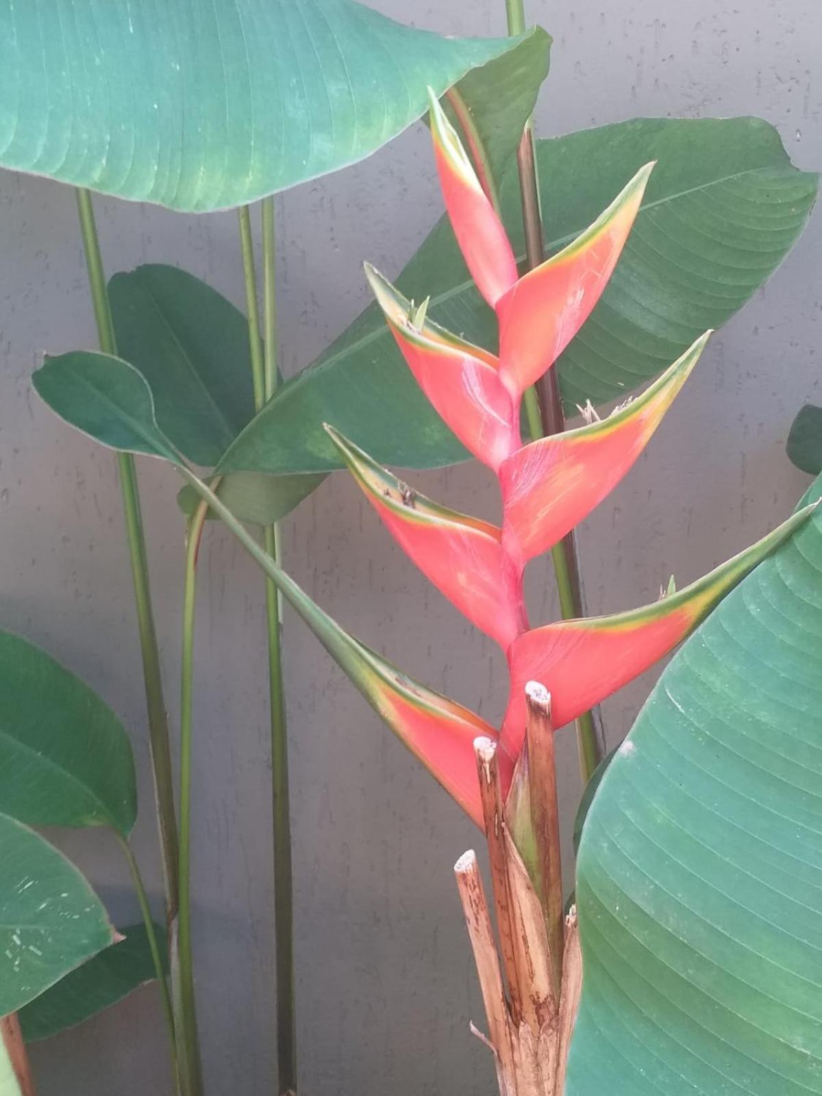 Chale Tulipa - Centro Praia Da Pipa Praia de Pipa Kültér fotó